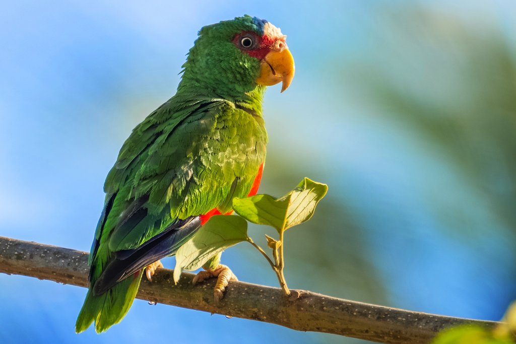 You can see red-lored parrots in Caño Negro