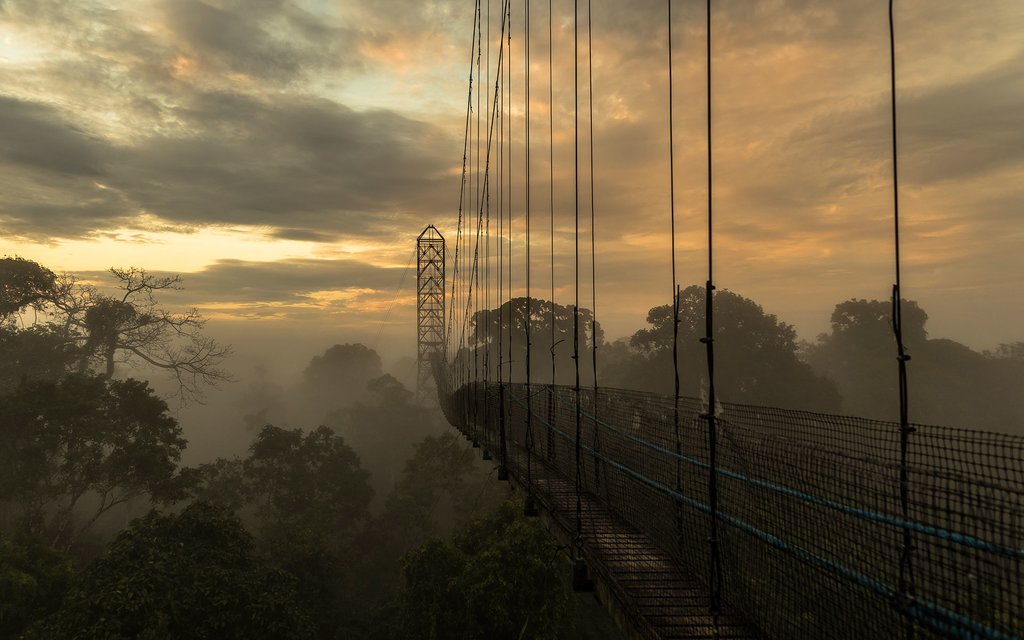 Sacha Lodge Canopy Walk