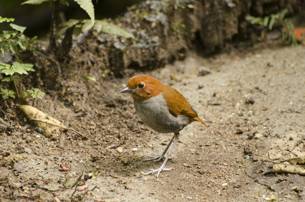 Bi-coloured Antpitta.