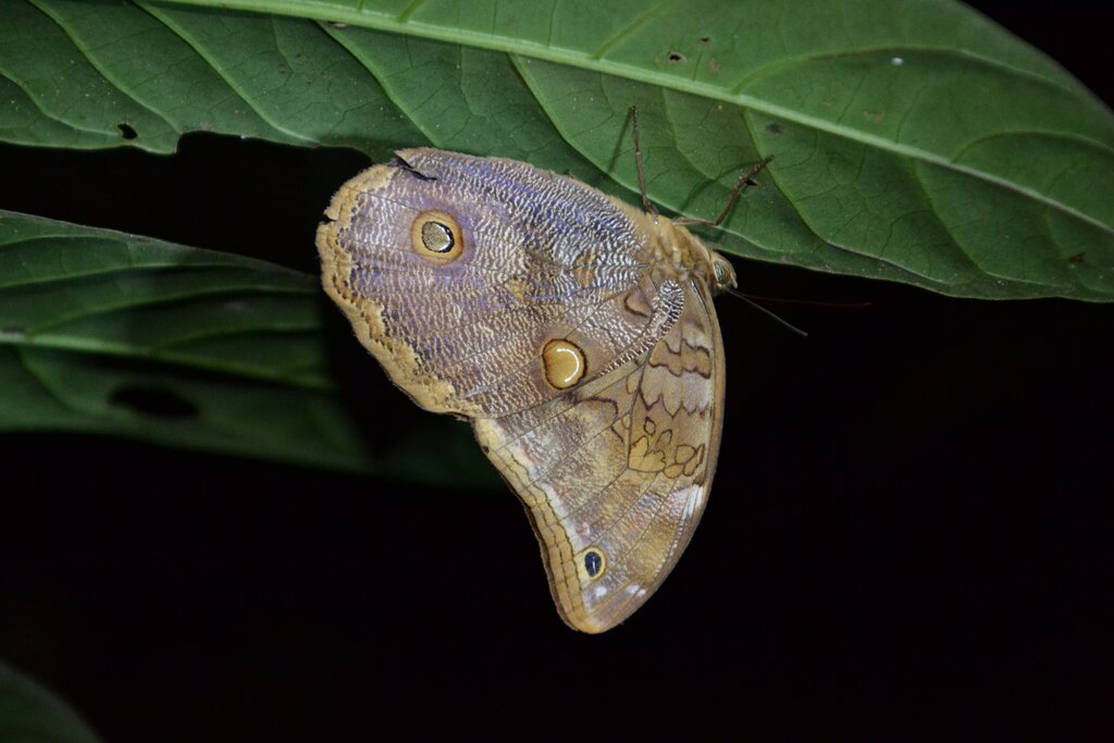 Transfer Quito - Tena & first rainforest activities