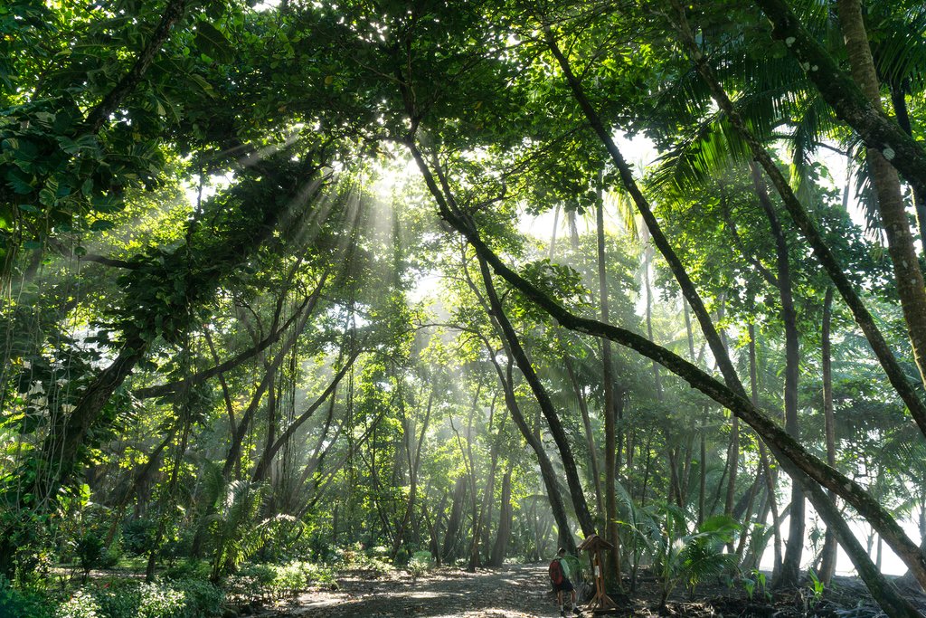 Take an optional day trip to visit Corcovado National Park