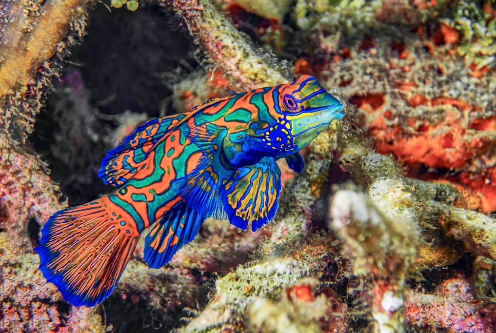 Bunaken