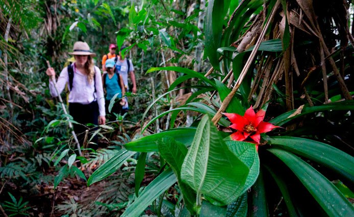 Trekking through the jungle