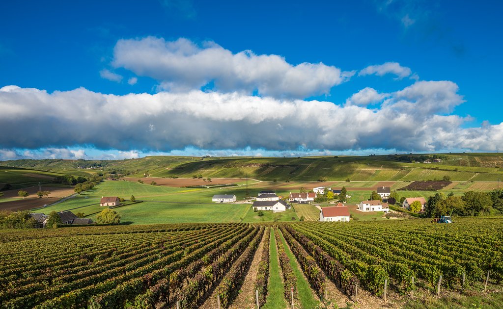 Vineyards in Loire Valley, France