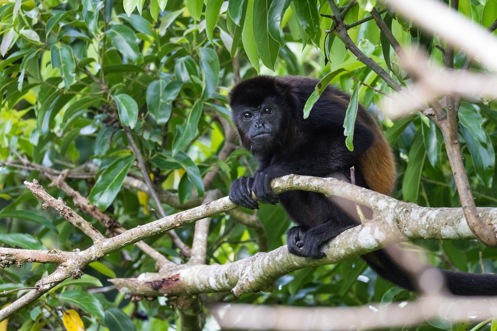 Howler monkeys are common in Caño Negro