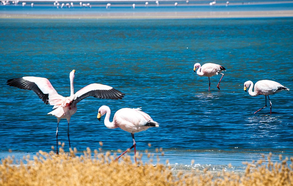 Wild flamingoes in a lagoon