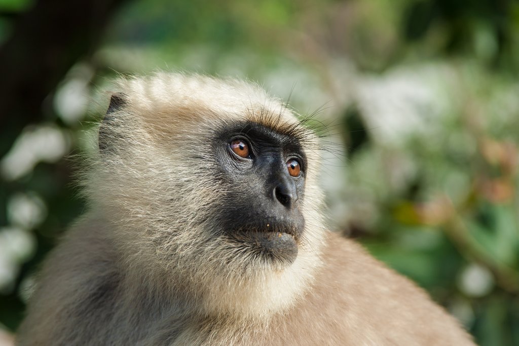 Look for black-faced langoors