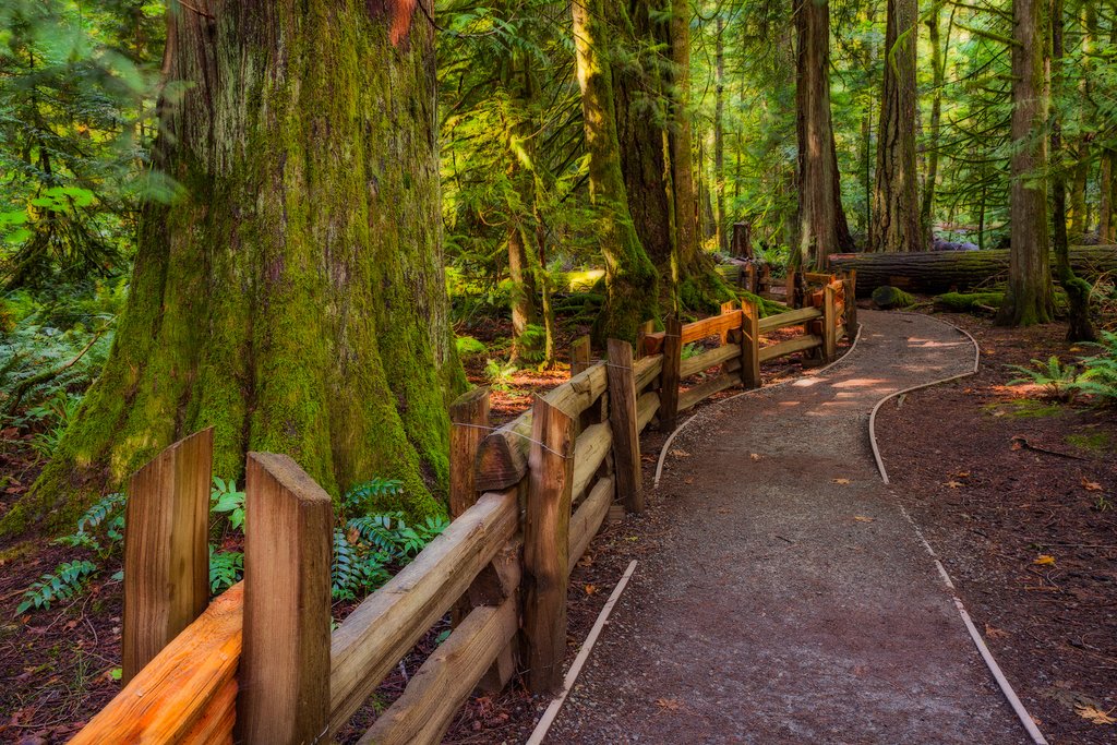 Walking trail through Cathedral Grove