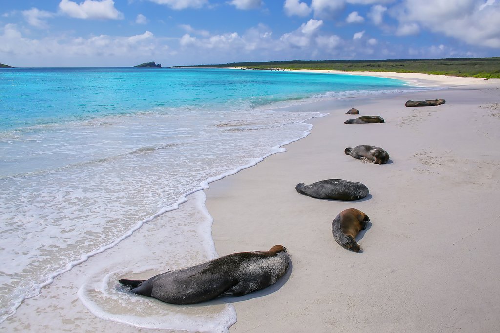 Seals on the shore of Española Island