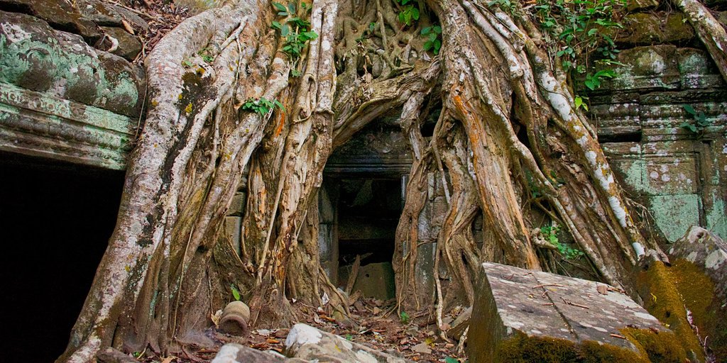 A tree grows out of the ruins at Ta Prohm in Angkor