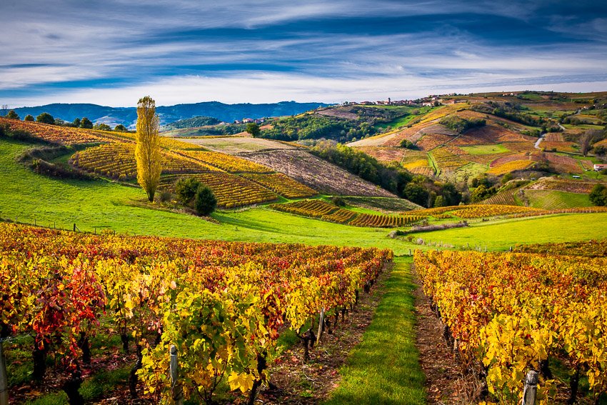 Beaujolais region