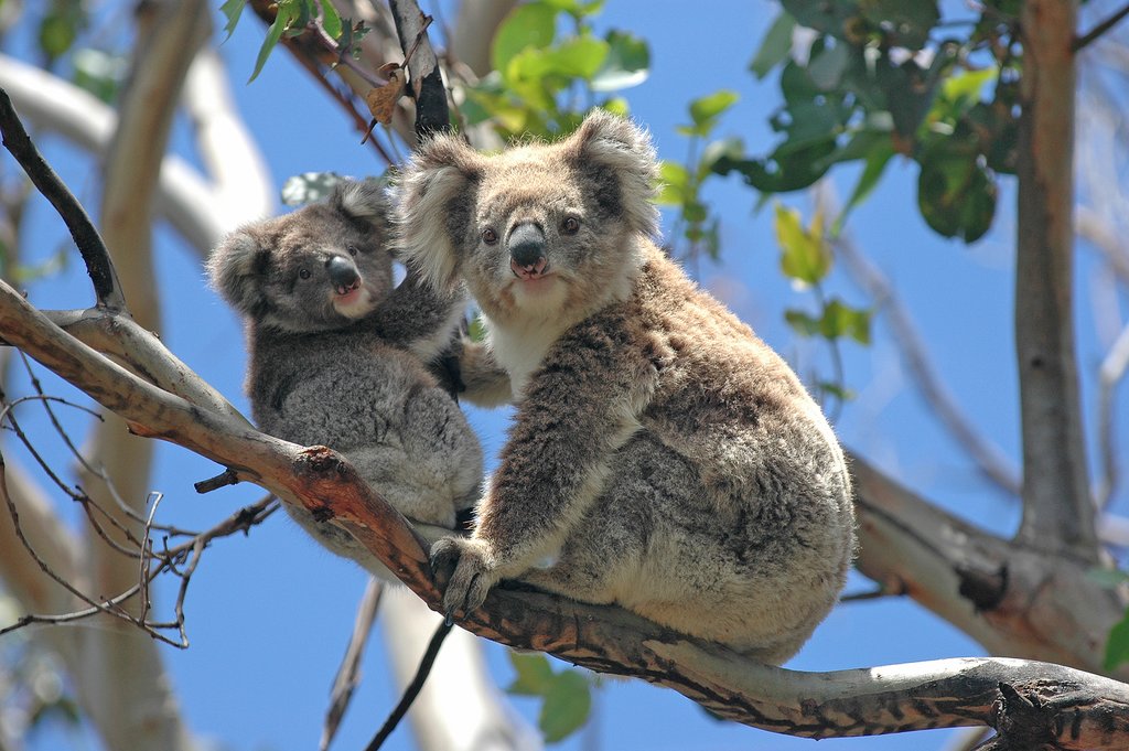 Meet wild koalas on a Kangaroos and Koalas in the Wild day tour