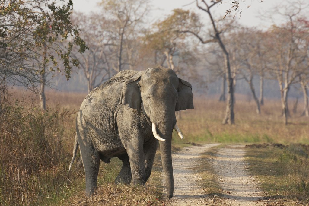 Get up close to some elephants today