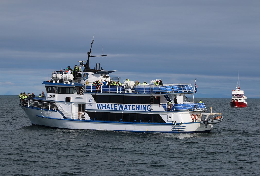 Join a whale watching tour in Reykjavik
