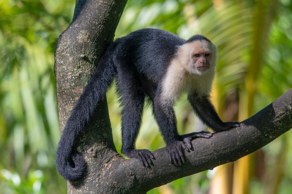 Spot the white-faced capuchin monkey on a tour of Manuel Antonio National Park