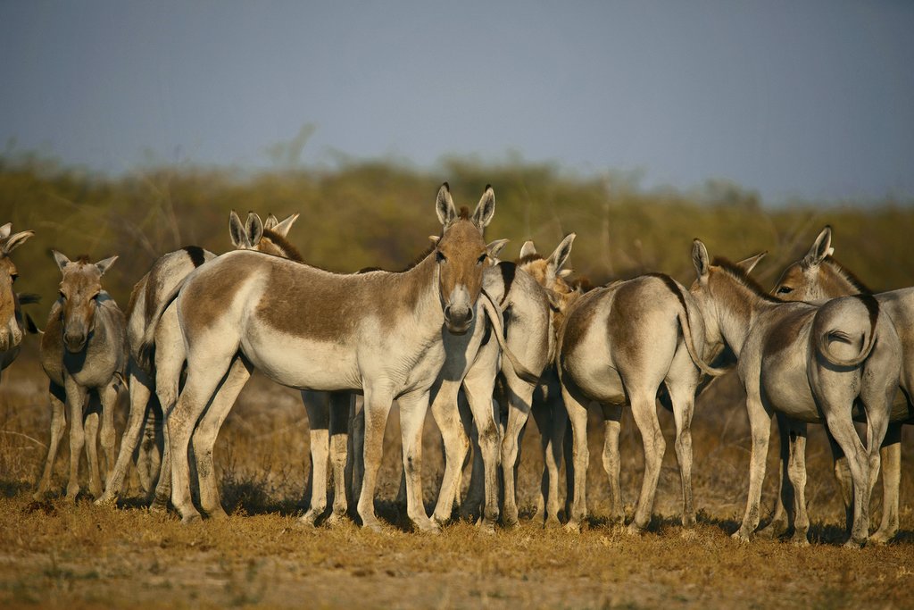 Wild asses on the Rann of Kutch