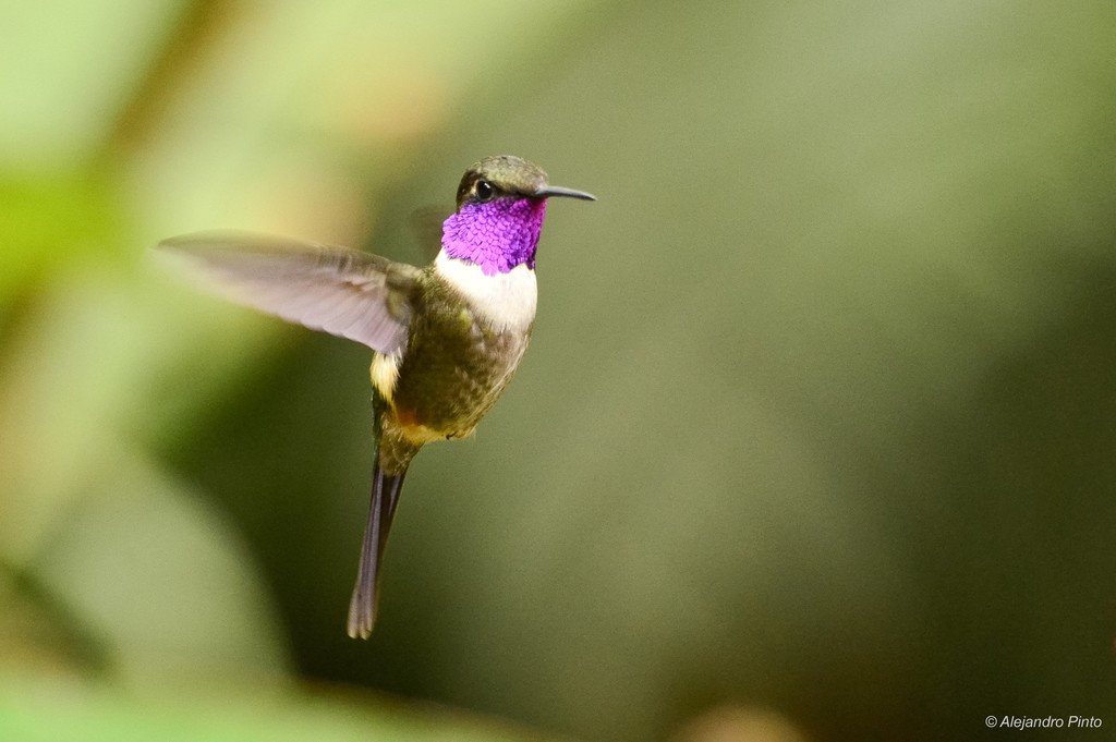 Purple-throated Woodstar
