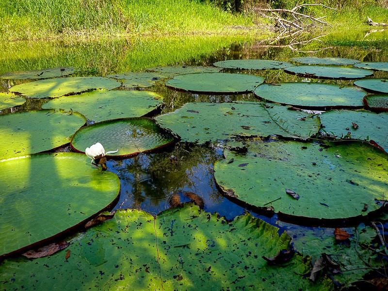 Lily pads on the Amazon River