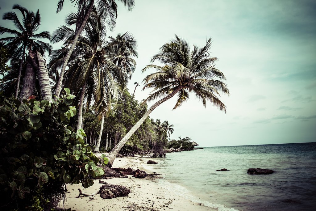 Mucura Island Trees