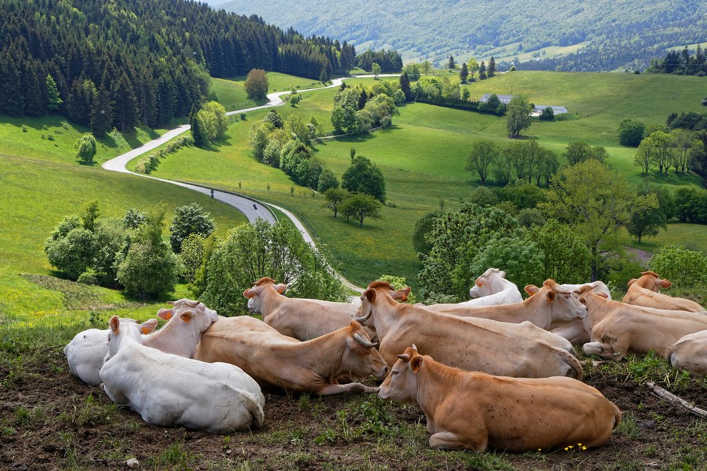 Cows grazing near Lyon