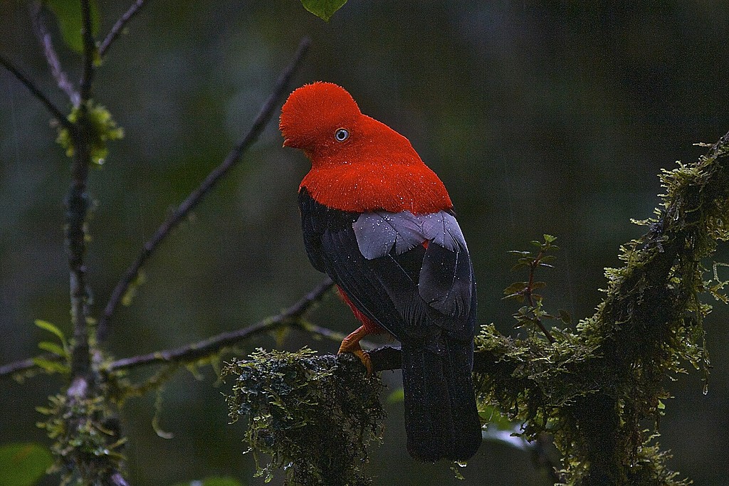Cock of the Rock
