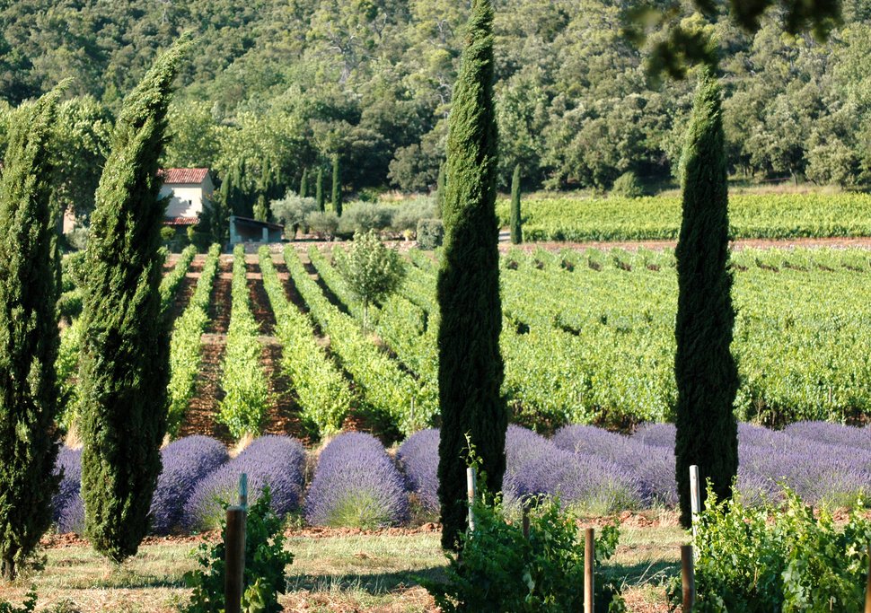 Provence vineyards