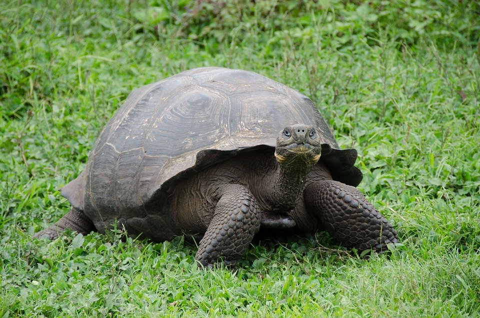 Giant Tortoise