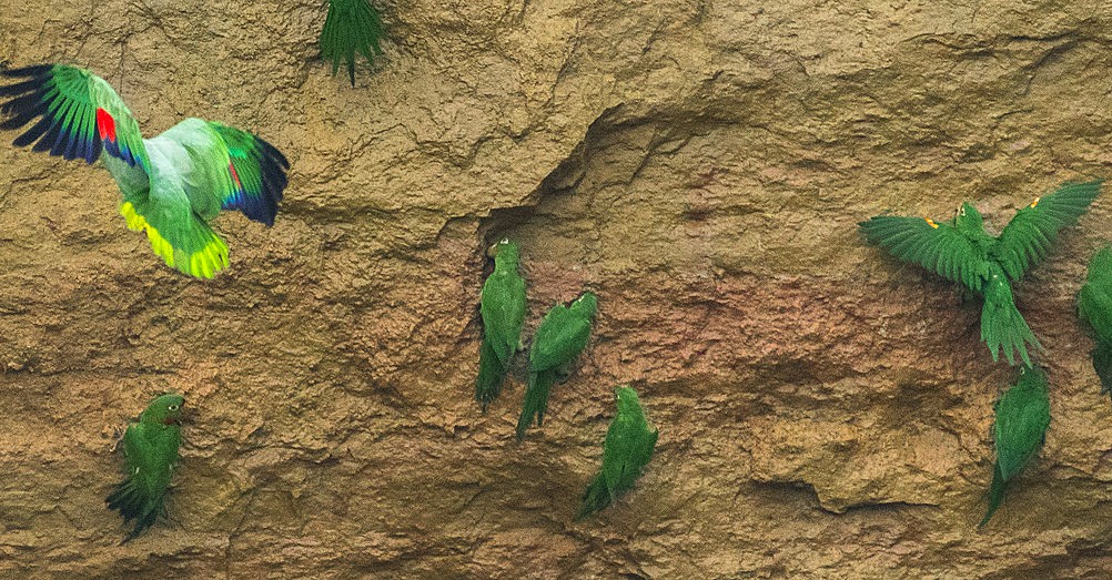 Parrots eating minerals from the rock