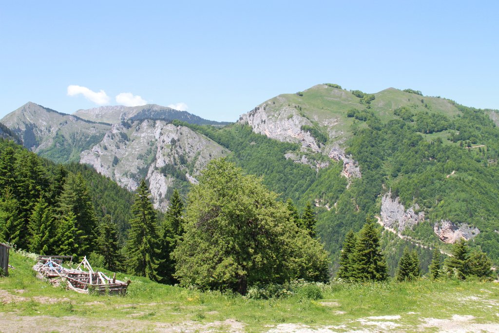 Forested hillside in the Rugova Valley