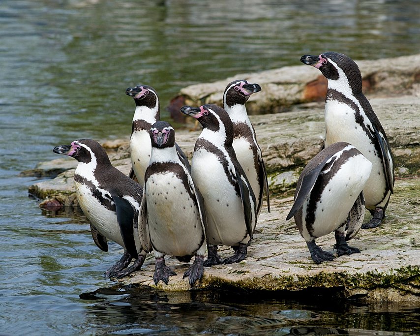Humboldt Penguins