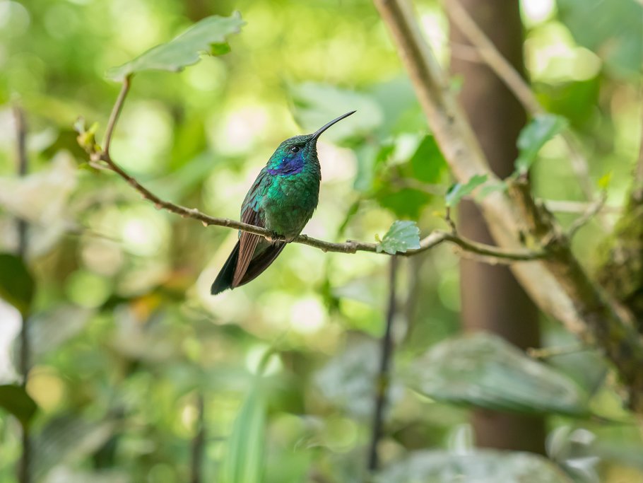Hummingbird in Monteverde 