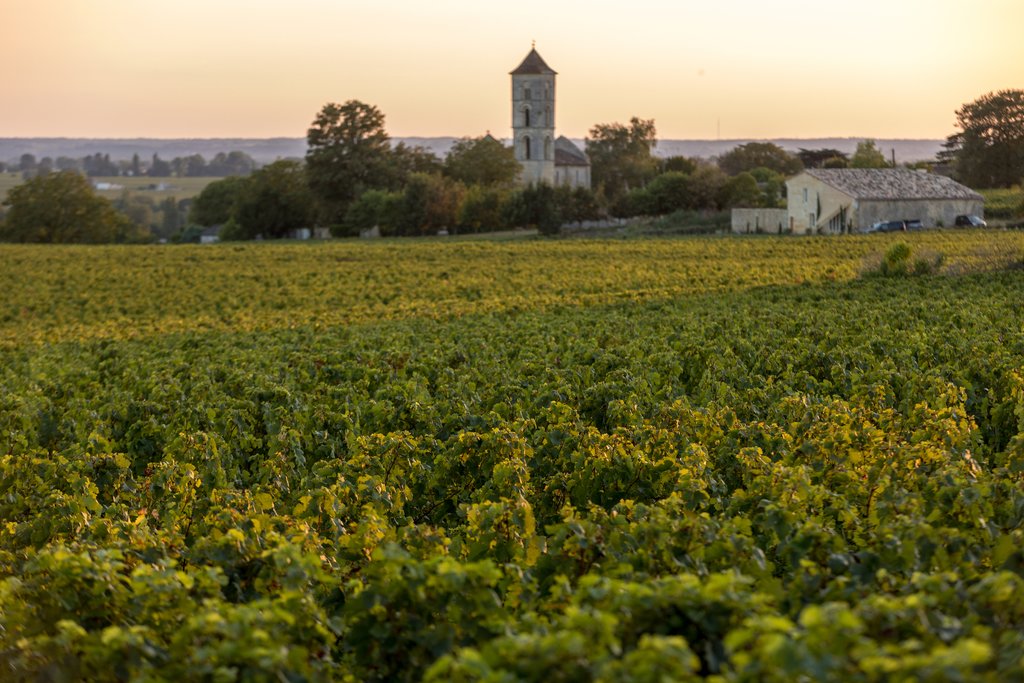 Ripe merlot grapes in Gironde