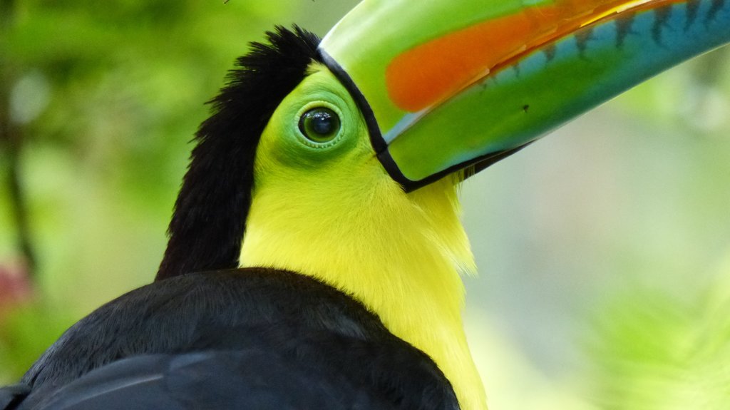 Toucans are among the Rio Verde's many exotic bird species.