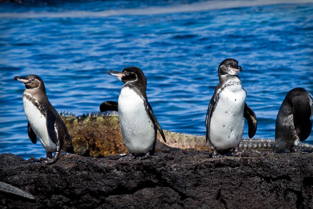 The Galapagos penguin is the only penguin found north of the Equator.
