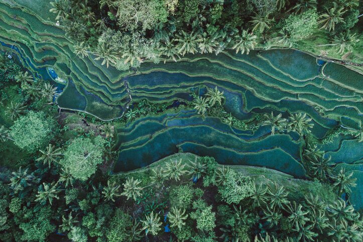 Tegalalang rice fields