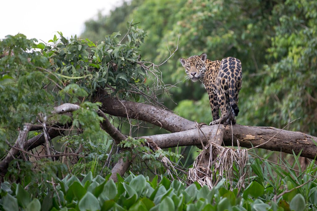 Jaguar sightings are common near Porto Jofre
