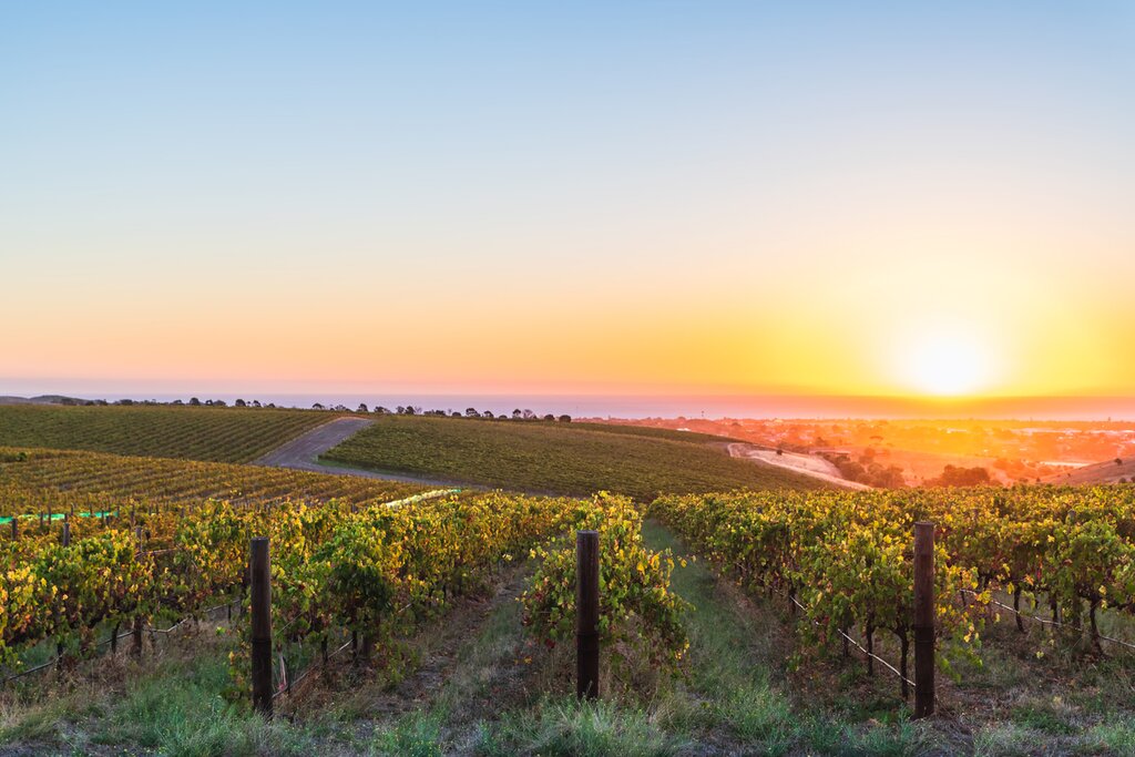 Beautiful vineyards in McLaren Vale at sunset