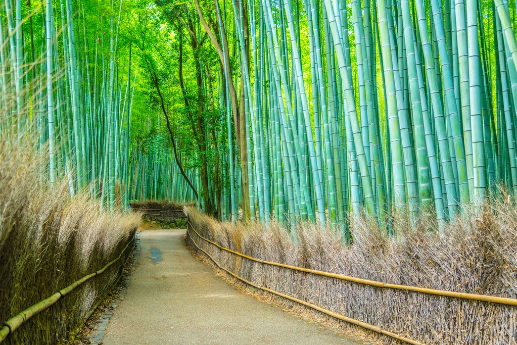 Arashiyama's Dense Bamboo Groves.