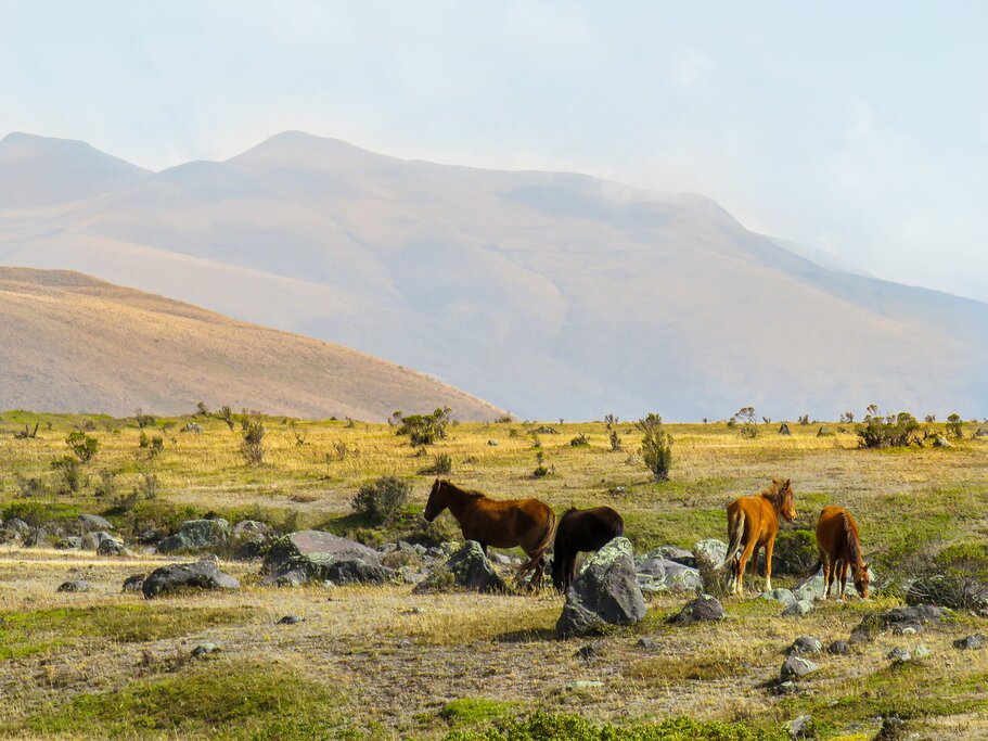 Horses in a field beneath mountain peaks