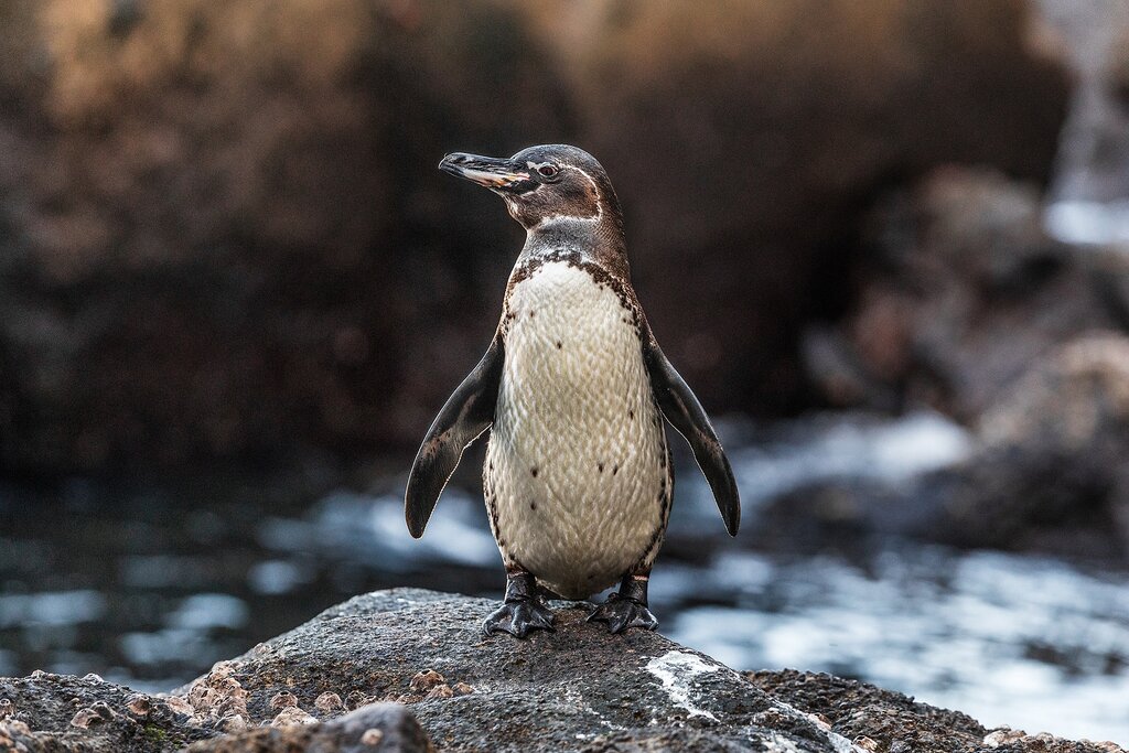 Galapagos penguin