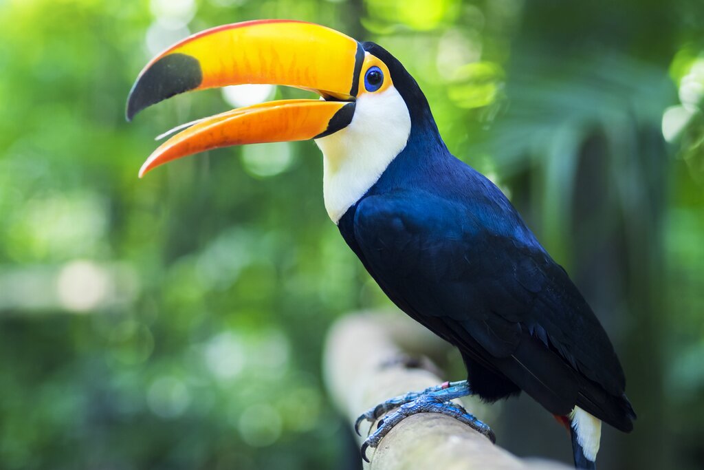 Toucan in Iguazu