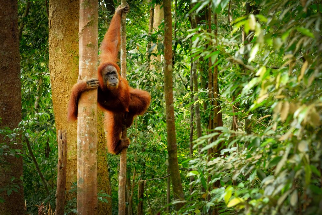 Spot orangutans in Gunung Leuser National Park