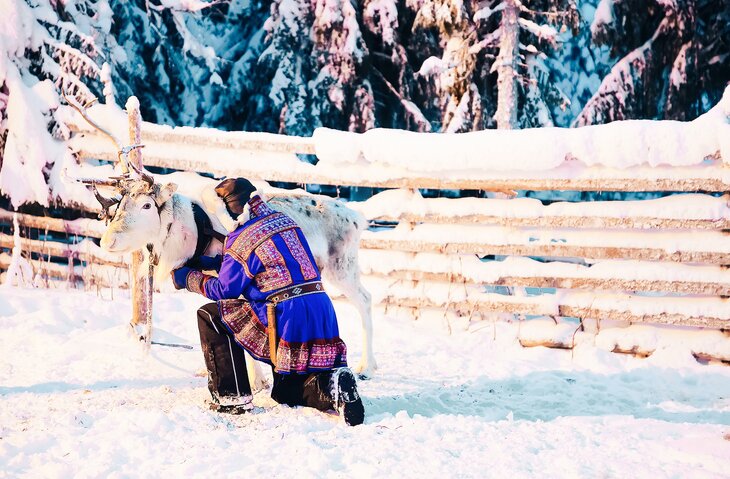 Reindeer in a snowy forest