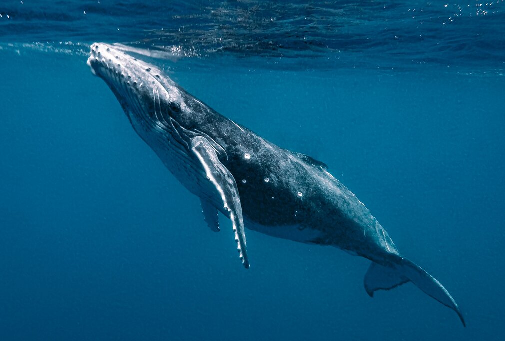 Swim with Humpback Whales
