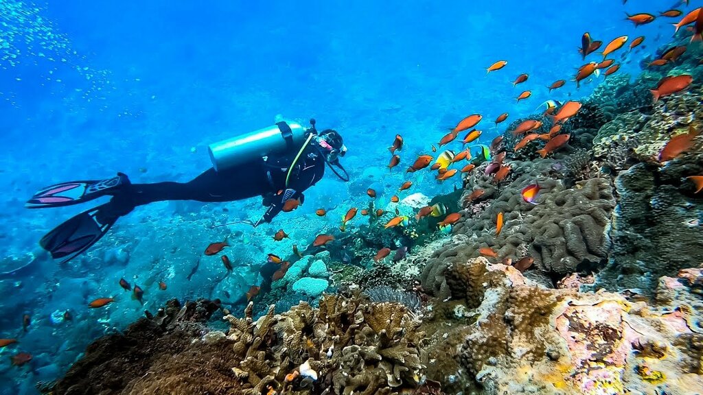 Exploring the Underwater World: Diving Day in Santa Cruz