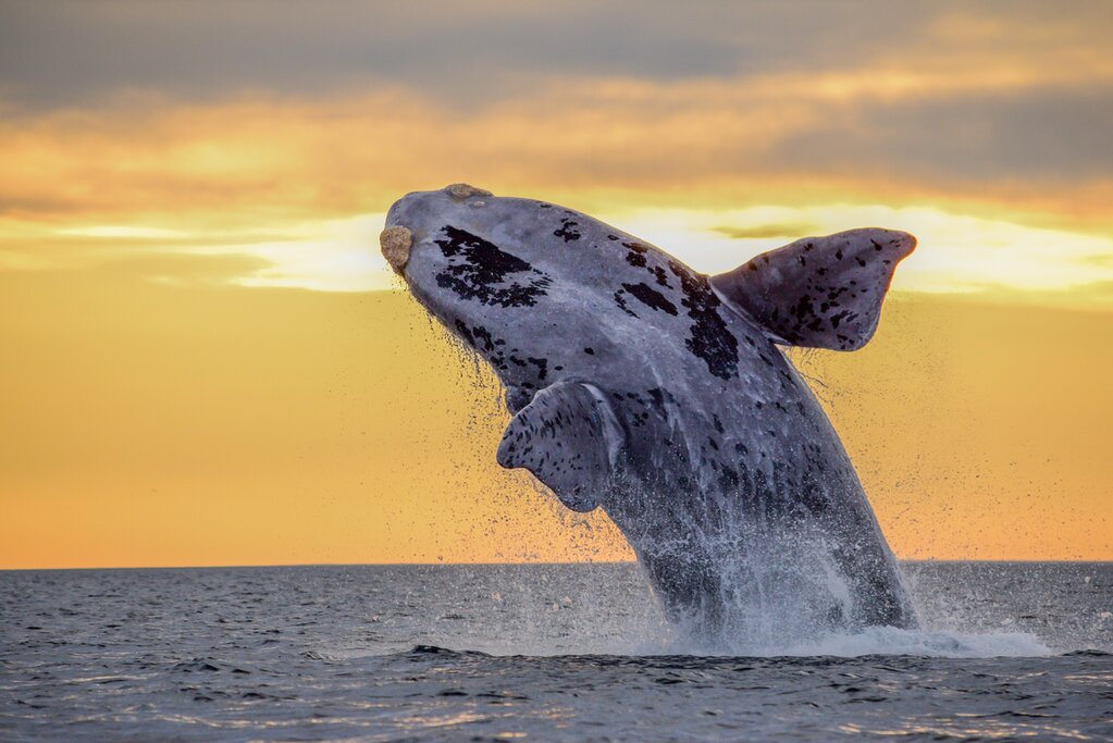 Go whale-watching in Puerto Madryn