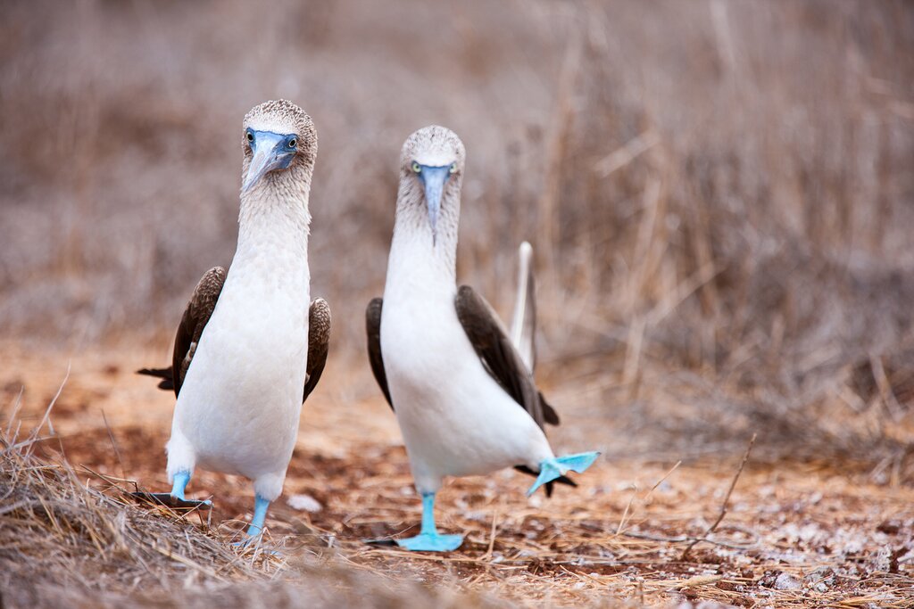 Who will be first to spot a blue footed booby?