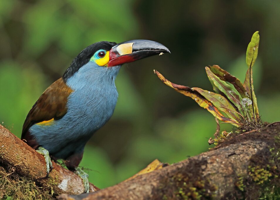 A blue and black toucan on a tree branch in the rainforest