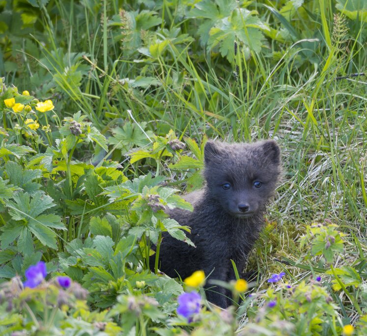 Arctic Fox