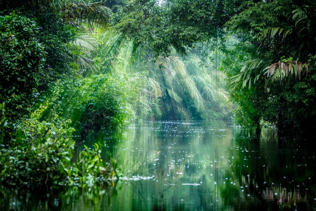 Boat through lush jungles near Costa Rica's Caribbean coast